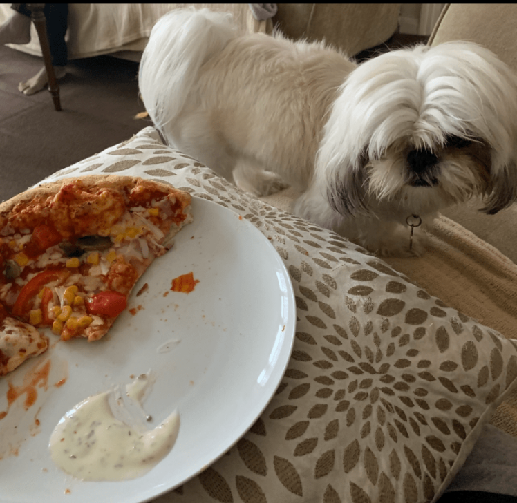 Tia the dog loves pizza
